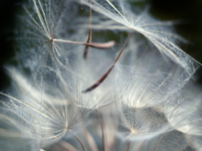 Dandelions and Tea